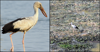 পরিযায়ী নয়, শামুকখোল এখন দেশীয় পাখি