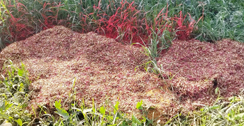 গুঁড়া মসলায় ক্ষতিকর রং, জরিমানা ৫২ হাজার