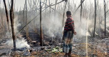 ঝিনাইদহে এবার আগুনে ভস্ম ২০ বিঘা জমির পানের বরজ