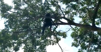 ফাঁসির দড়ি গলায় পরে বসেছিলেন গাছে, ৯৯৯-এ ফোনে যুবক উদ্ধার