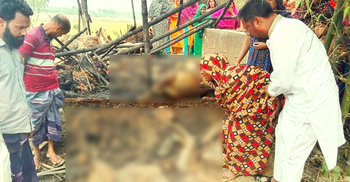 কয়েলের আগুনে পুড়লো বিধবার দুই গরু