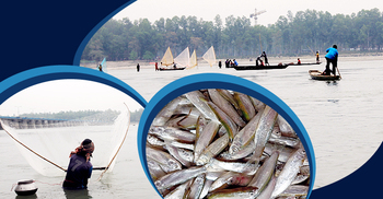 তিস্তায় মাছ ধরার ধুম, ধরা পড়ছে ঝাঁকে ঝাঁকে বৈরালি