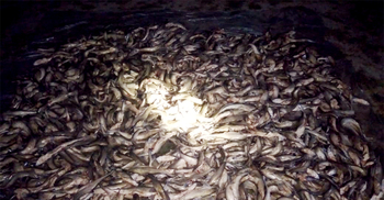 পাথরঘাটায় ১০ মণ হাঙরের বাচ্চা জব্দ