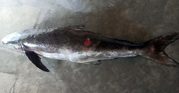 জেলের জালে উঠে এলো ৬০ কেজির সামুদ্রিক শোল