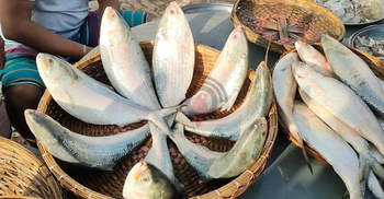 মাওয়া আড়তে বাড়ছে ইলিশের সরবরাহ, দাম চড়া