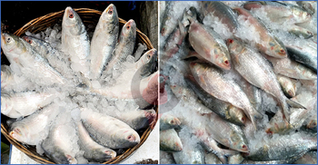 সাড়ে ৬ টাকা জ্বালানি খরচে ইলিশের দাম বেড়েছে ১৫০-২০০!