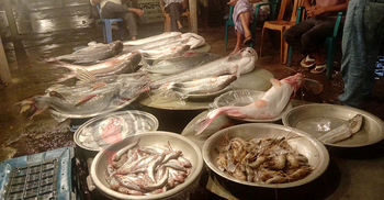 বিকেল হলেই ব্যস্ততা বাড়ে ভৈরবের নৈশকালীন মৎস্য আড়তে