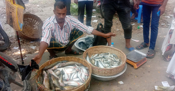ভোটকেন্দ্রের মাঠে মাছ বিক্রি