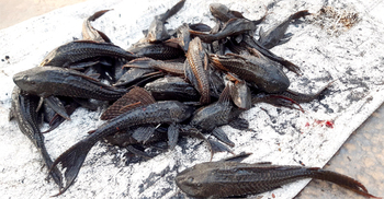 শীতলক্ষ্যায় হরহামেশা মিলছে সাকার ফিশ