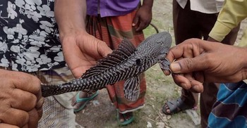 এবার তিস্তা নদীতে ধরা পড়লো সাকার ফিশ