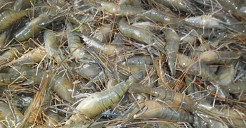 তিন মাসে মাছ রফতানি ৭৬২ কোটি টাকা, চীনের বাজার হাতছাড়া