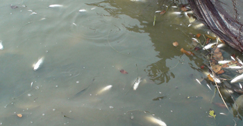 পুকুরে দুর্বৃত্তদের দেয়া বিষে নিঃস্ব মাছচাষি