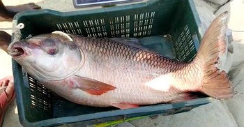 ১৪ কেজির রুই বিক্রি হলো ৩৫ হাজার টাকায়