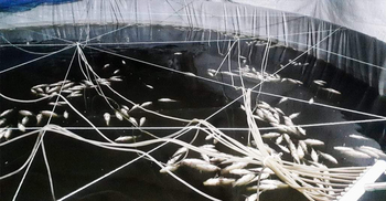 মাছের সঙ্গে শত্রুতা!