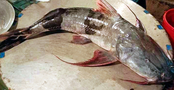 মেঘনায় জেলের জালে ধরা পড়ল ২৪ কেজির বাঘাইড়