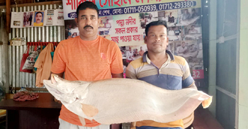 দৌলতদিয়ায় ১২ কেজির চিতল বিক্রি হলো ১৯ হাজারে