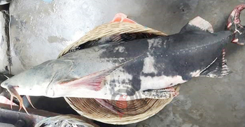 এক বাঘাইড়ের দাম ৪০ হাজার