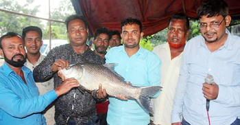 এক কাতলেই বাজিমাত