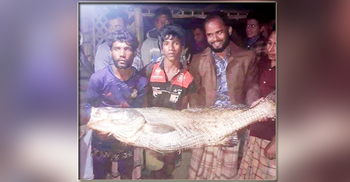 ৩ লাখে বিক্রি হলো এক লাল পোয়া