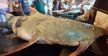 বগুড়ার পোড়াদহ মেলায় বাঘাইড় কেনাবেচায় নিষেধাজ্ঞা