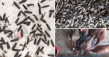 ব্ল্যাক সোলজার মাছি থেকে তৈরি হচ্ছে মাছ-মুরগির খাবার