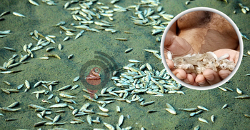 চর বিজয়ে অবাধে ছোট মাছ নিধন