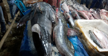 মাছের মেলায় ৮০ কেজির বাঘাইড়, দাম ১ লাখ ৩০ হাজার