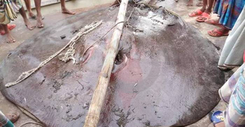 মেঘনায় জালে ধরা পড়ল ১০ মণ ওজনের হাউশ মাছ