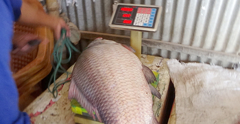 পদ্মায় ধরা পড়ল ১৪ কেজির কাতলা, বিক্রি ২০ হাজারে