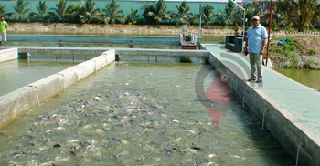 পুকুরের চাষের মাছে মিলবে নদীর স্বাদ