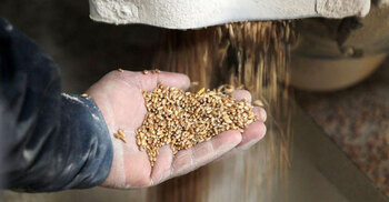 Ukraine war ‘catastrophic for global food’