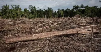 How deforestation spreads infectious diseases