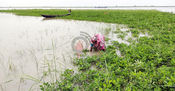 পানি বাড়ছে পদ্মায়, প্লাবিত শতাধিক একর জমির ফসল