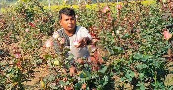 তিন দিবস ঘিরে স্বপ্নে বিভোর ফুলচাষিরা