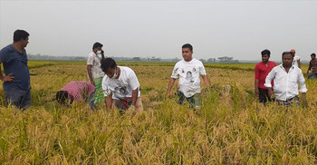 কালীগঞ্জে এবার কৃষকের ধান কেটে দিলেন যুবলীগ নেতাকর্মীরা