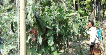কোটিপতি কৃষক আমীরের দুই গাছে একমণ বেগুন