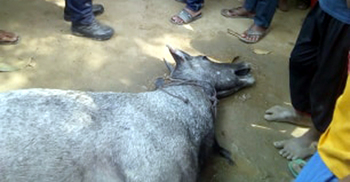 মারাই গেল নীলগাইটি