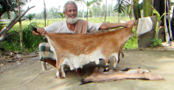 ফ্রিতেও ছাগল-ভেড়ার চামড়া নিচ্ছেন না ব্যবসায়ীরা