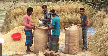 ধান বিক্রির পর উৎপাদন খরচও উঠছে না কৃষকের