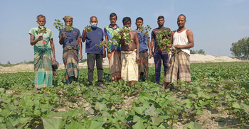 গাইবান্ধায় মিষ্টি আলুর ফলন বিপর্যয়ের শঙ্কা