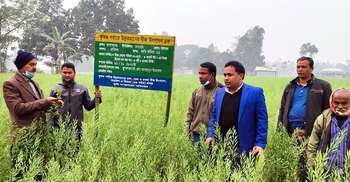 চরাঞ্চলে বন্যার ক্ষতি পুষিয়ে নেবে সরিষা