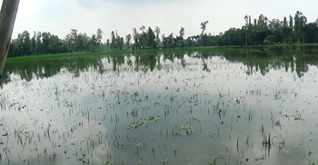 নতুন করে ৫০ গ্রাম প্লাবিত, পানির নিচে কয়েকশ বিঘা জমির ধান