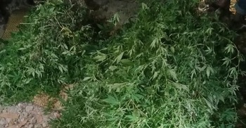 পেয়ারা বাগানে ২০১ গাঁজা গাছ, বৃদ্ধ আটক