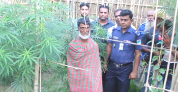 বরজে ছেলের গাঁজা চাষ, আটক হলেন বাবা