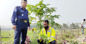 মেম্বারের ঘেরের জমিতে সবজির সঙ্গে গাঁজা চাষ