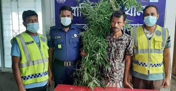 বাড়ির আঙিনায় গাঁজা চাষ