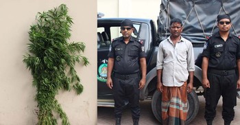 ফরিদপুরে গাঁজা গাছসহ মাদক কারবারি গ্রেফতার