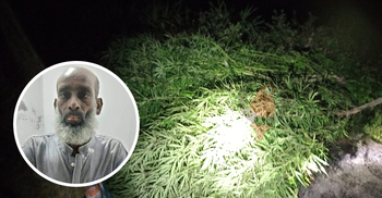 খাসজমিতে ঘাসের সঙ্গে গাঁজা চাষ, চাষি গ্রেফতার