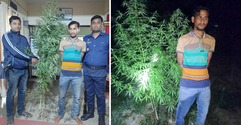 বাড়ির আঙিনায় গাঁজা চাষ, যুবক আটক