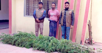 রান্নাঘরের পাশে গাঁজা চাষ, যুবক কারাগারে